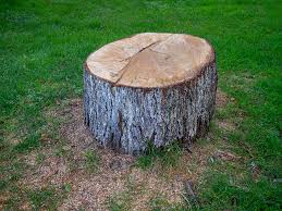 Best Stump Grinding and Removal  in Bethany, OR