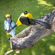 Trusted Bethany, OR Tree Services Experts
