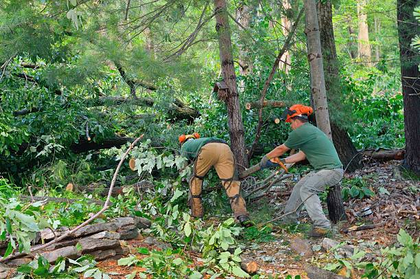 Best Arborist Consultation Services  in Bethany, OR
