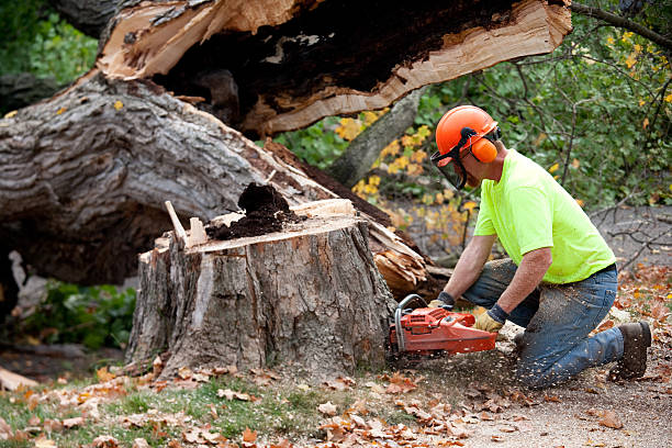 Best Tree Risk Assessment  in Bethany, OR